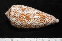 織錦芋螺藏品圖，第6張