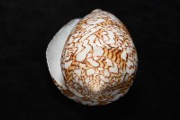 織錦芋螺藏品圖，第7張