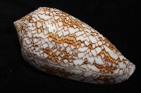 織錦芋螺藏品圖，第8張