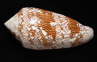 織錦芋螺藏品圖，第10張