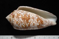 織錦芋螺藏品圖，第13張