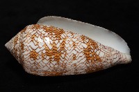 織錦芋螺藏品圖，第14張