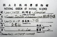 織錦芋螺藏品圖，第16張