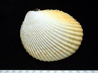 方鳥尾蛤藏品圖，第2張