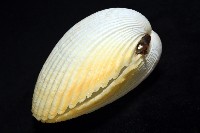 方鳥尾蛤藏品圖，第6張