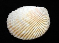 方鳥尾蛤藏品圖，第8張