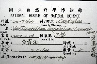 方鳥尾蛤藏品圖，第12張