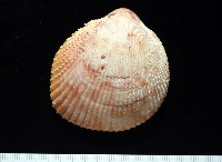 登錄號:007819-00095藏品圖，第1張