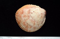 登錄號:007819-00095藏品圖，第2張