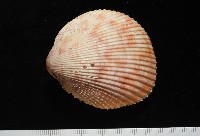 登錄號:007819-00095藏品圖，第3張