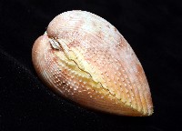 登錄號:007819-00095藏品圖，第4張