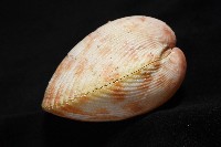 登錄號:007819-00095藏品圖，第5張