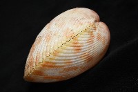 登錄號:007819-00095藏品圖，第6張