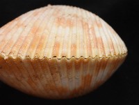 登錄號:007819-00095藏品圖，第7張