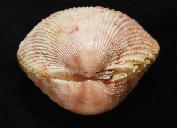 登錄號:007819-00095藏品圖，第8張