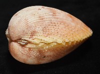 登錄號:007819-00095藏品圖，第9張