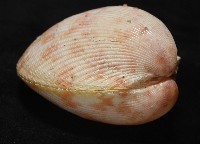 登錄號:007819-00095藏品圖，第10張
