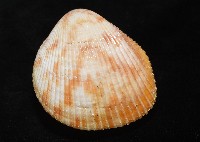 登錄號:007819-00095藏品圖，第11張
