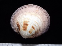 鉛球簾蛤藏品圖，第1張