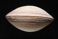 鉛球簾蛤藏品圖，第5張