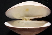 鉛球簾蛤藏品圖，第8張
