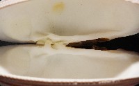 鉛球簾蛤藏品圖，第9張