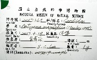鉛球簾蛤藏品圖，第12張