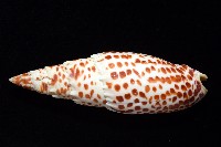 大紅牙筆螺藏品圖，第4張