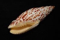 大紅牙筆螺藏品圖，第10張