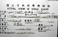 大紅牙筆螺藏品圖，第12張
