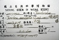 褐斑筍螺藏品圖，第8張