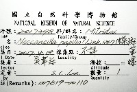 蝶斑筆螺藏品圖，第12張