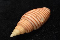 巧彫筆螺藏品圖，第9張