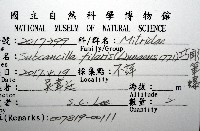 巧彫筆螺藏品圖，第16張