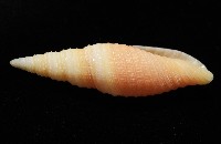 環肋筆螺藏品圖，第4張