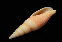 環肋筆螺藏品圖，第5張