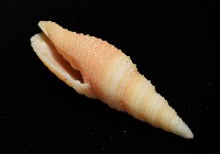 環肋筆螺藏品圖，第6張