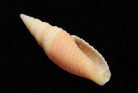 環肋筆螺藏品圖，第8張