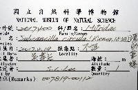 環肋筆螺藏品圖，第12張
