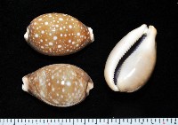 白星寶螺藏品圖，第1張