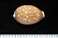 白星寶螺藏品圖，第2張