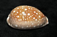 白星寶螺藏品圖，第3張