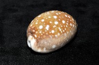 白星寶螺藏品圖，第4張