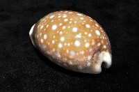 白星寶螺藏品圖，第5張