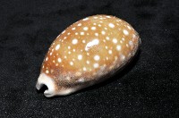 白星寶螺藏品圖，第6張