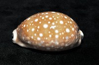 白星寶螺藏品圖，第7張