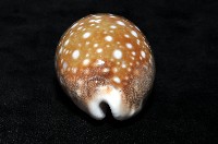 白星寶螺藏品圖，第9張