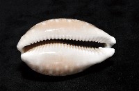 白星寶螺藏品圖，第10張