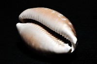 白星寶螺藏品圖，第11張