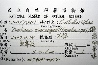 鐵齒蛹筆螺藏品圖，第8張